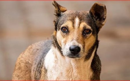 पत्नी को मारकर 5 फीट गहरे गड्ढे में डाल शव के ऊपर कुत्ते का शव रख दफनाया